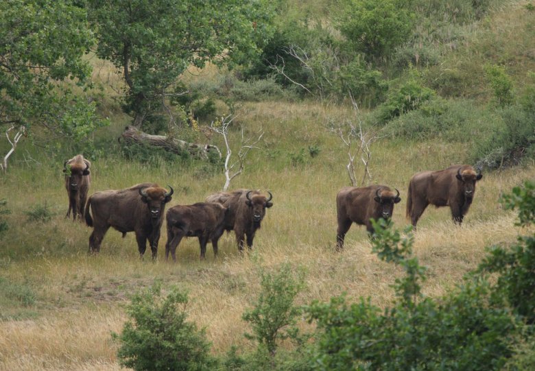 Wisent op de Veluwe - een BISONdere excursie