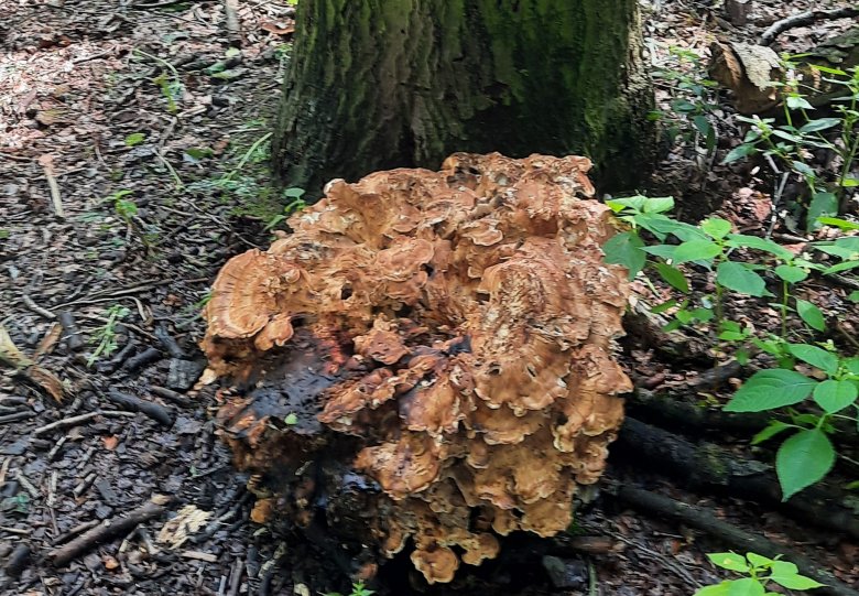paddenstoel excursie