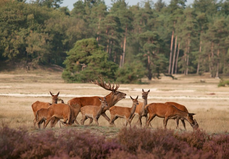 Hertenbronstexcursies, De Dellen