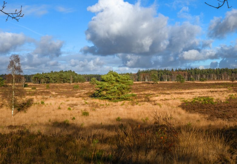 Dagwandeling, Tongerense Heide
