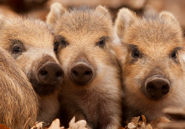 Wildobservatie, landgoed De Dellen