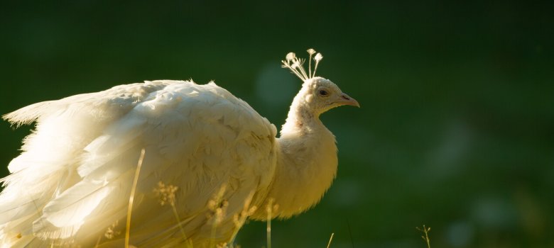 Cultuurhistorische wandeling, landgoed Staverden