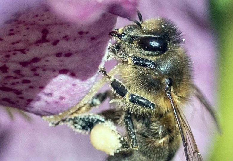 Landelijke Open Imkerijdagen