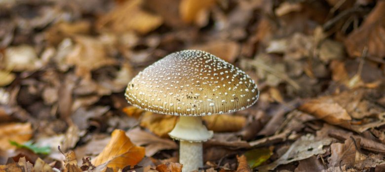 Heden en verleden Orderbos