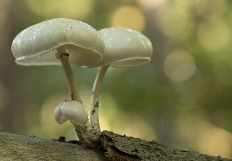 Paddenstoelenwandeling