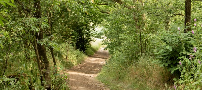 Rietbroekwandeling