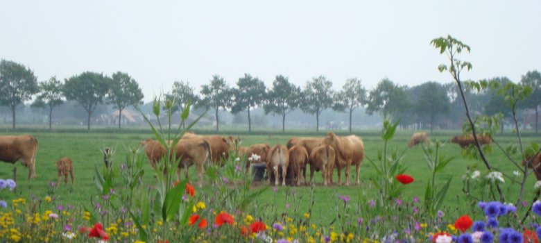 Excursie Limousin runderen