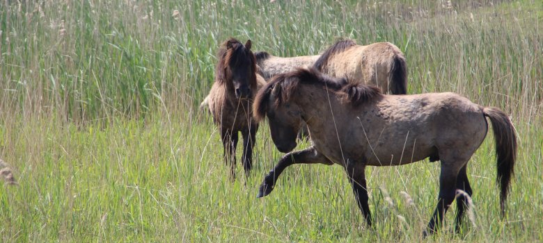 Fietsroute Oostvaardersplassen