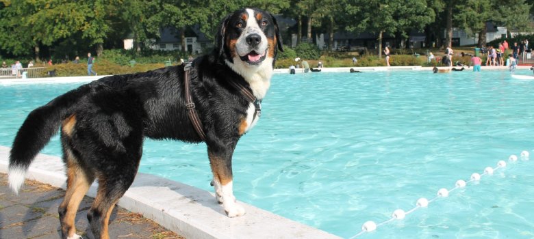 Hondenzwemmen Boschbad
