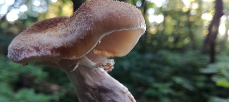 Kom mee en maak kennis met de wondere wereld van paddenstoelen!