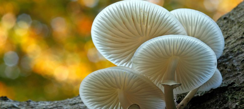 Herfst! Op zoek naar de mooiste paddenstoelen