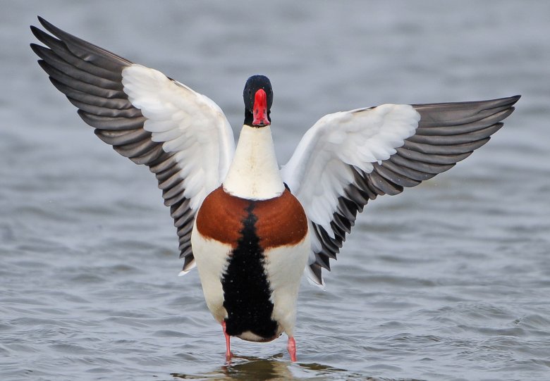 Trekvogels in de Vreugderijkerwaard