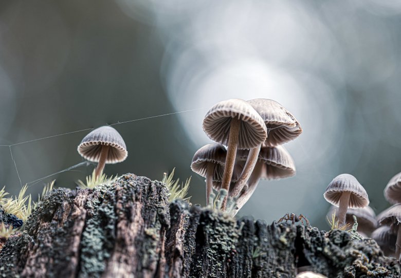 Herfst! Op zoek naar de mooiste paddenstoelen