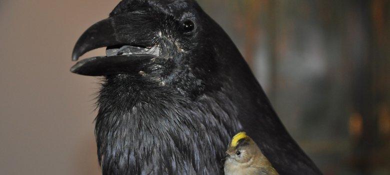 Vroeg op pad met vogelkenner