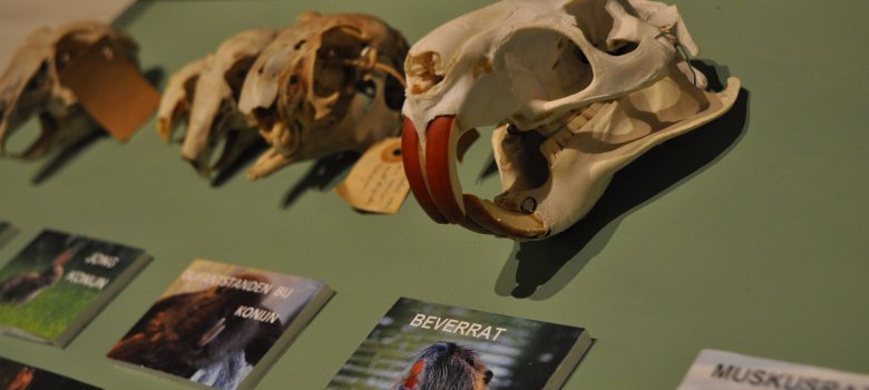 Nu in het Natuurmuseum Holterberg “Expositie schedels en botten”