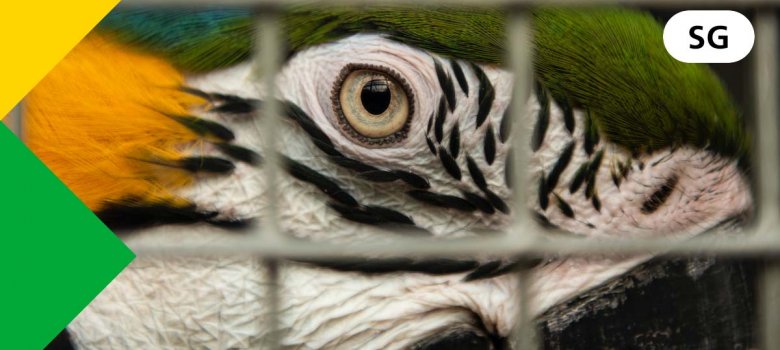 SGUU: Hoe we illegale dierenhandel in stand houden