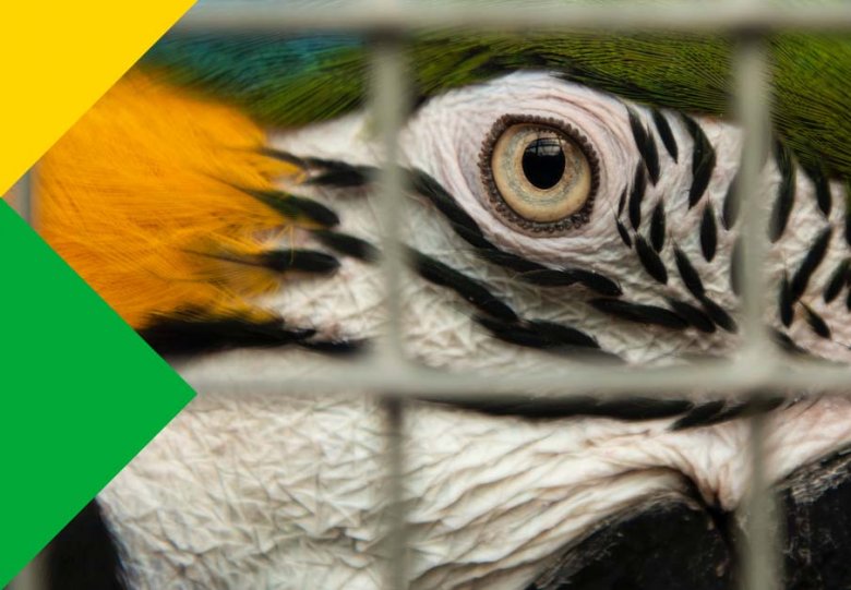 SGUU: Hoe we illegale dierenhandel in stand houden
