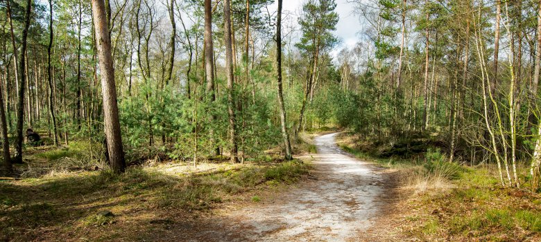 Lange dagwandeling over de Tongerense Heide en het Wisselse Veen