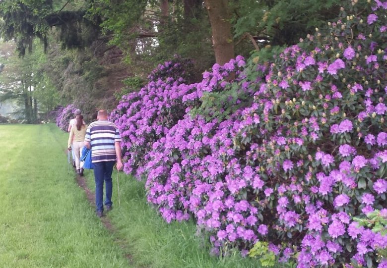 Rododendron Boerenland wandeltocht