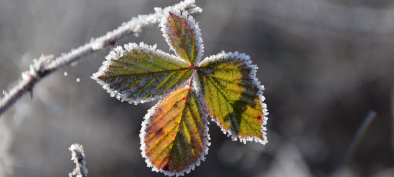 Winterwandeling, landgoed Warnsborn