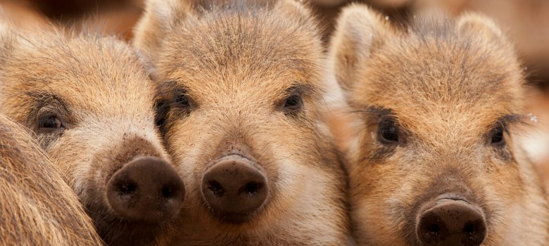 Wildobservatie De Dellen