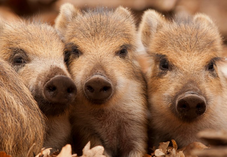 Wildobservatie De Dellen