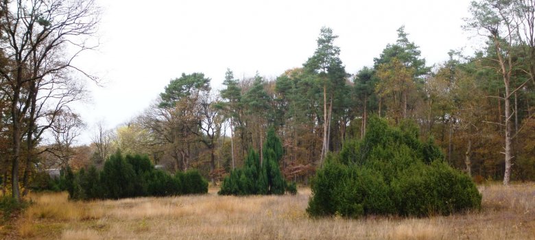 Naaldbomen op Loenermark