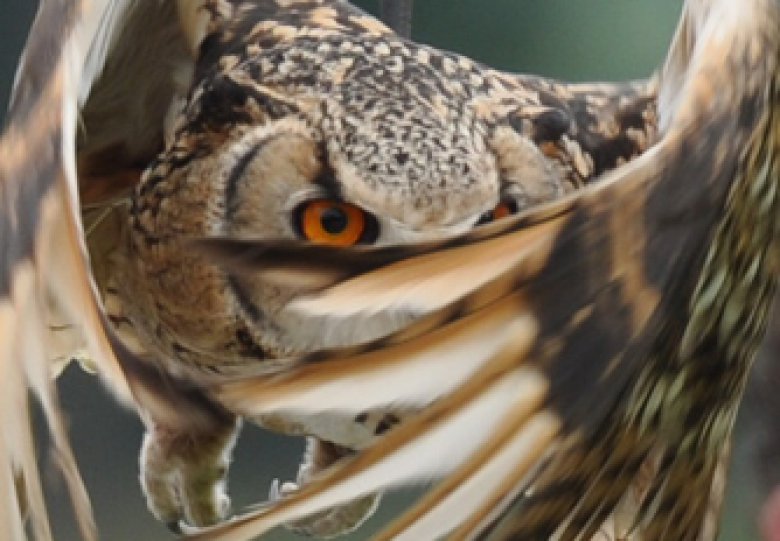 Fotomiddag met roofvogels