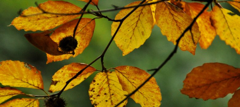 Herfstwandeling op landgoed Warnsborn