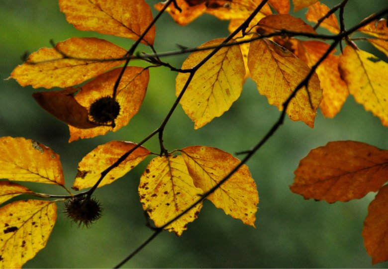 Herfstwandeling op landgoed Warnsborn