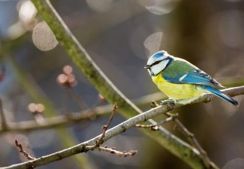 Mijn tuin, mijn Vogelparadijs