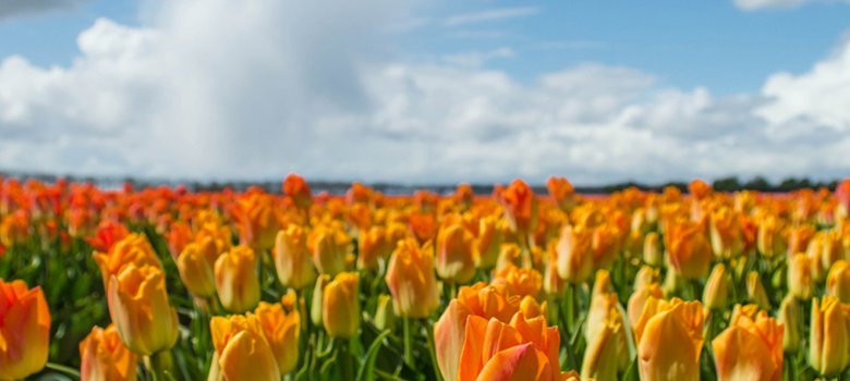 Tulpenroute Flevoland
