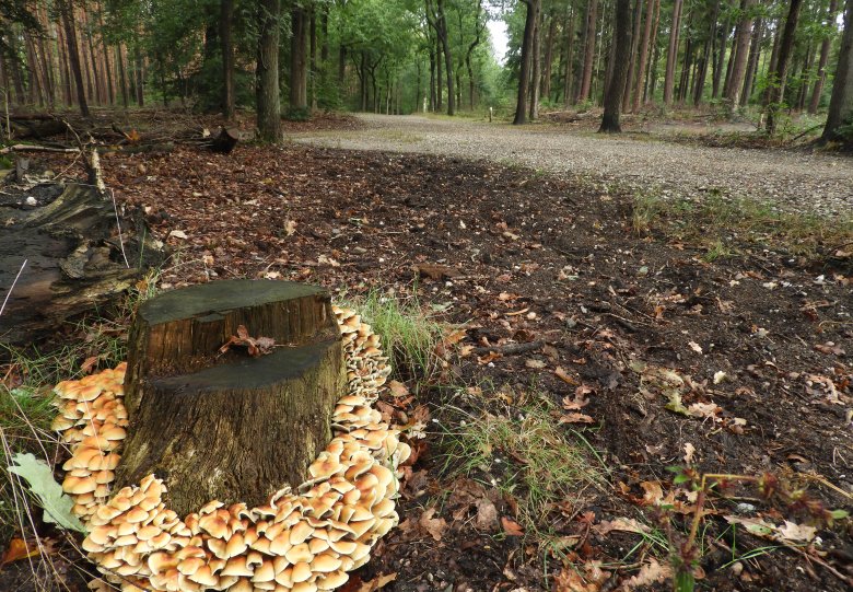Coronaproof Paddenstoelen route