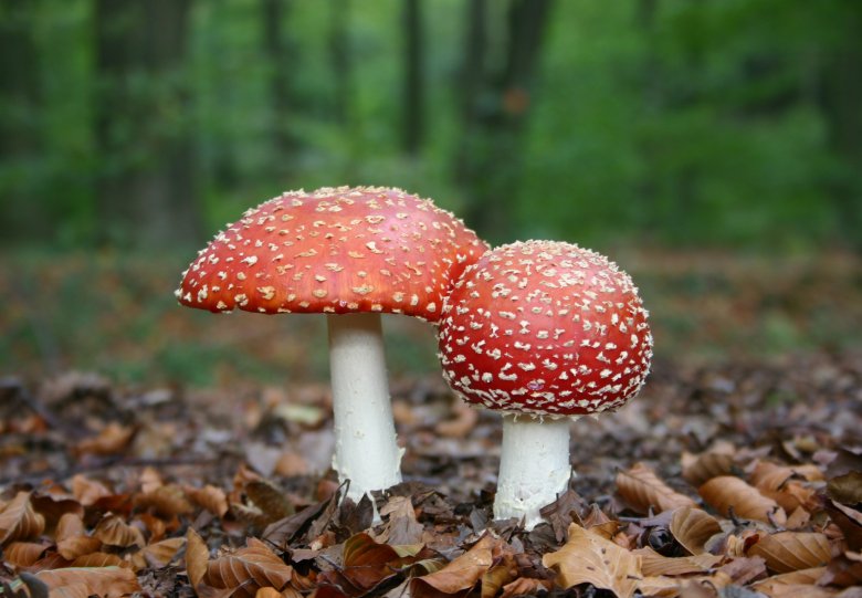 Paddenstoelenwandeling Orderbos
