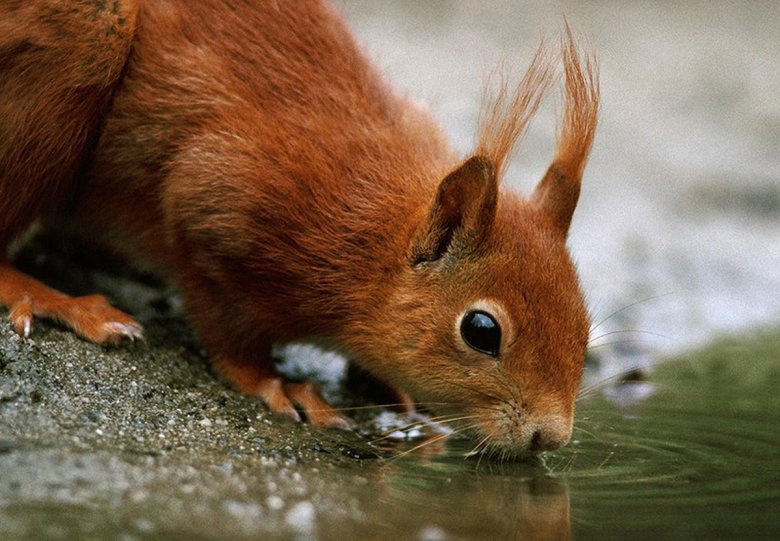 Dieren in het bos, Landgoed Staverden