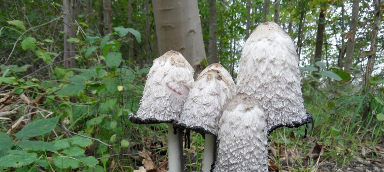 paddenstoelen van het almeerderhout