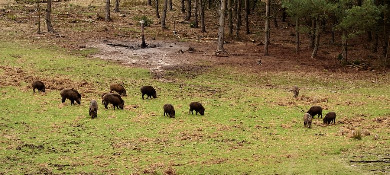 Wild spotten op de Veluwe - Witte Hoogt