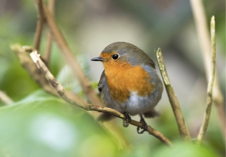 Vroege vogels, landgoed Staverden
