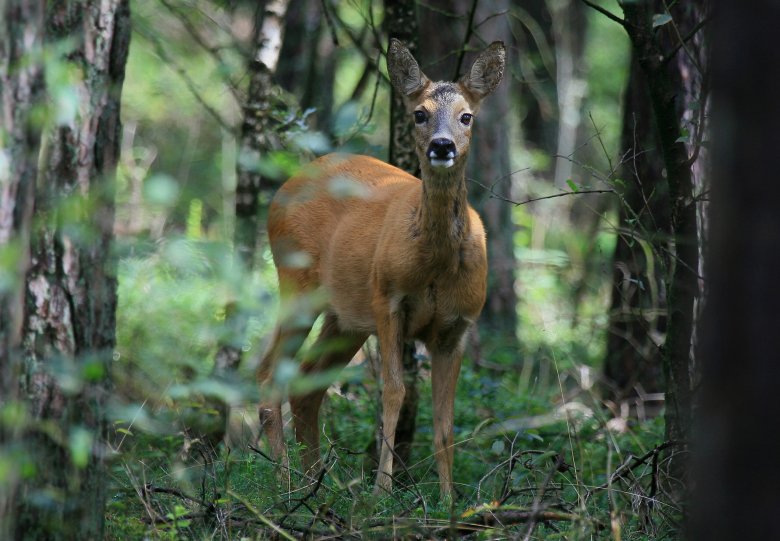 Lezing en excursie landzoogdieren