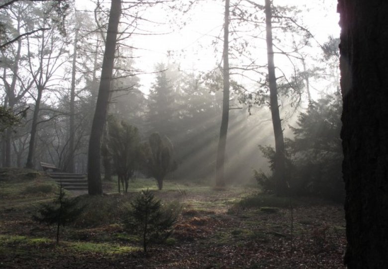 Winter Bos Birkhoven