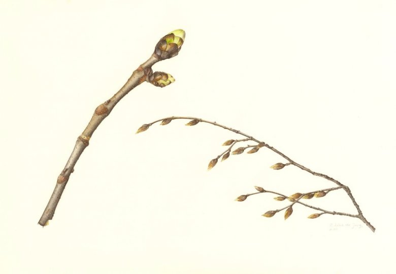 Botanisch tekenen: wintertakken