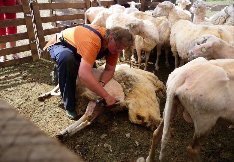 Schaapscheren en wolbewerken