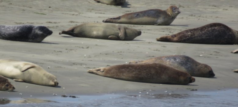 Zeehonden safari vanuit Zierikzee
