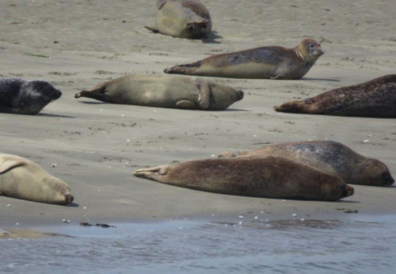 Zeehonden safari vanuit Zierikzee