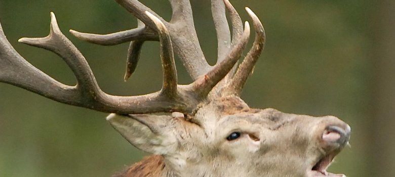 Beleef de burlende edelherten in het Weerterbos