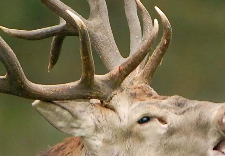 Beleef de burlende edelherten in het Weerterbos