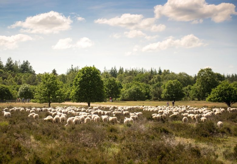 Meditatieve wandeling met de schaapskudde