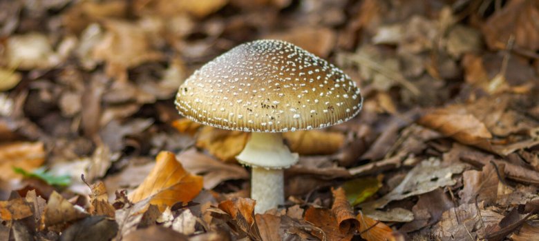 Paddenstoelenwandeling