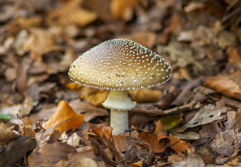 Paddenstoelenwandeling