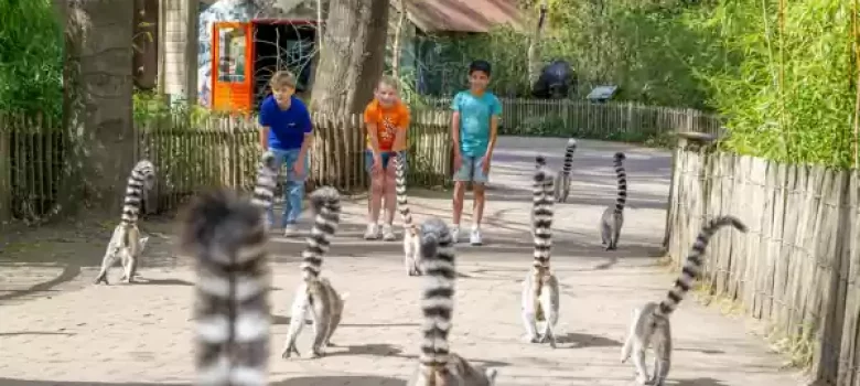 Schilderen met koffie in Apenheul
